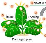 Real-time visualization of plant-plant communications ...