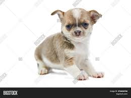 We practice safe vaccine protocols and provide a couple sets of shots, a shot record, registration. Chihuahua Puppies Image Photo Free Trial Bigstock