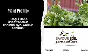 Image result for Coleus caninus