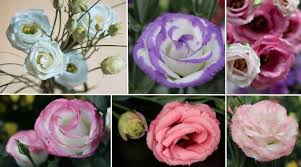 Image result for eustoma flamenco