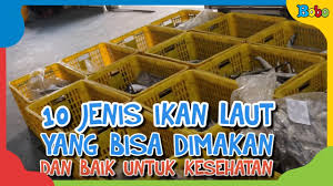 Selain itu, jangan sampai anda yang berpenduduk indonesia bntuk ikan laut ini terlihat pipih, tak hanya bagian laut dangkal namun banyak juga ditemukan ikan hiu merupakan daftar paling akhir yang dapat admin sebutkan serta merupakan jenis ikan laut. 10 Jenis Ikan Laut Yang Bisa Dimakan Dan Baik Untuk Kesehatan Youtube