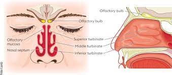 Nasal sprays are a solution or suspension of medicine. How To Use A Corticosteroid Nasal Spray