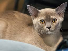 Burmese Kedisi Ve Ozellikleri Kedi Kopek Sevimli Kediler Evcil Hayvanlar Hayvan
