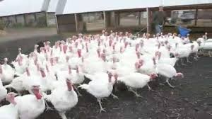 Through our sister companies, barns.com covers more than 150,000,000 square feet (every year) with our metal metals and metal outdoor covers. Blue Hill From Stone Barns Thanksgiving Turkeys On Sale Tomorrow