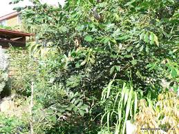 Their flowers, which produce the delicious ice cream beans, are pretty amazing too. Ice Cream Bean Perrys Fruit Nut Nursery