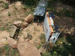 We've also been using strawberry and grape bubble gum to kill groundhogs and woodchucks. How To Quickly Easily Trap Nuisance Groundhogs Veggie Gardening Tips