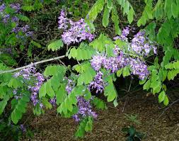 Image result for Millettia bussei