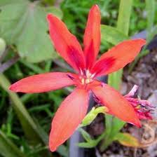 Image result for Freesia grandiflora