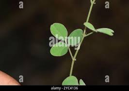 Image result for Desmodium scorpiurus