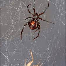 In total, approximately 32 different species of black widow are believed to exist, worldwide, including the southern and western black widow varieties. Southern Black Widow Spider Latrodectus Mactans With Its Prey House Download Scientific Diagram