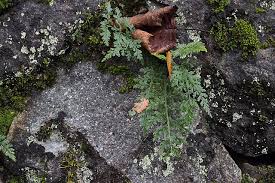 Image result for Asplenium actiniopteroides