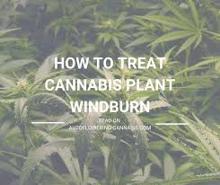What's the difference between these two winter skin concerns? What Is Windburn Why Is It Autoflowering Cannabis Com Facebook