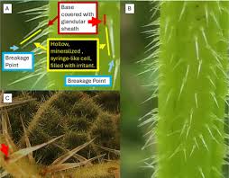 Image result for Trichoscypha silveirana