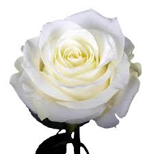 Dan berikut kami hadirkan gambar bunga mawar merah, gambar bunga mawar kartun, gambar bunga mawar hitam putih, gambar. Bunga Mawar Putih Cantik Indah White Rose Flower White Rose Bouquet Rose Bouquet