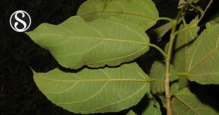 Image result for Ficus exasperata