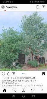 ユーカリポポラス 右 とアカシアブルーブッシュ 左 ガーデニング 庭 シンボルツリー