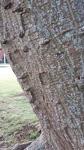 Image result for Erythrina afra