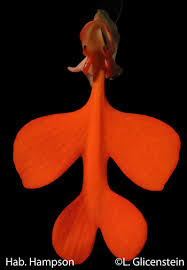 Image result for Habenaria humilior