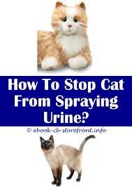 18 Fearsome Cat Spraying Apple Cider Home Depot