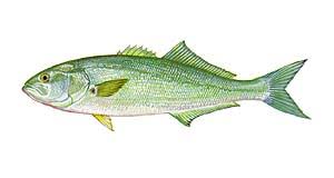 Coastal Carolina Guide Service List Of Nc Fish Species