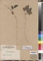 Image result for Acalypha fimbriata