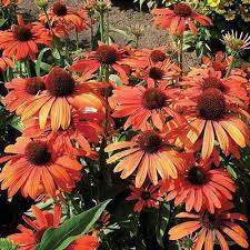 Echinacea Butterfly Julia Perennial Plants Plants Echinacea