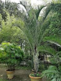 Image result for Dypsis decaryi