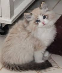 Seal Lynx Bicolor Ragdoll Ragdollcatlynx Ragdollcatbeautiful Pretty Cats Kittens Cutest Kittens