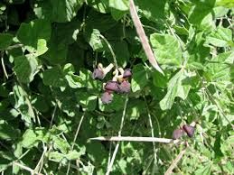Image result for Andropterum