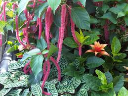 Image result for Acalypha welwitschiana