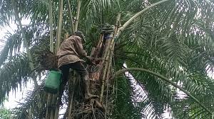 Raffia Palm: A Powerful Cultural and Economic Resource in Igbo Society || Nnewi City