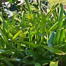 Image result for Chlorophytum pubiflorum