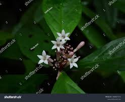 Image result for Chassalia parvifolia