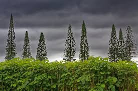 Image result for Araucaria columnaris