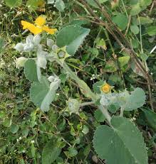 Image result for Abutilon hirtum