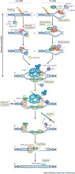 Looking for the definition of ner? Understanding Nucleotide Excision Repair And Its Roles In Cancer And Ageing Nature Reviews Molecular Cell Biology