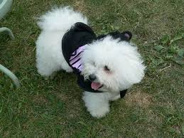 If the bichon is shaved then it is not as beautiful as it is with the hair. Bichon Frise Grooming Can Be Time Consuming All About Bichon Frises