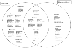 Venn Diagram For Dna And Rna Bismi Margarethaydon Com