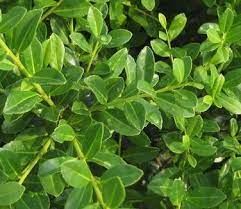 Japanese holly green lustre ilex crenata 'green lustre' features lustrous dark green leaves. Ilex Crenata Green Lustre Japanese Holly From Pleasant Run Nursery