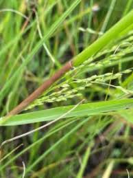 Image result for Panicum gilvum