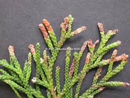 Image result for kabatina thujae