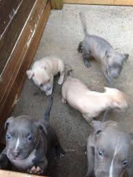 These dogs were born on 8/1/19 & are out of lil bit & uga. Pitbull Puppies Pets And Animals For Sale Georgia