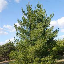 Eastern White Pine Tree On The Tree Guide At Arborday Org