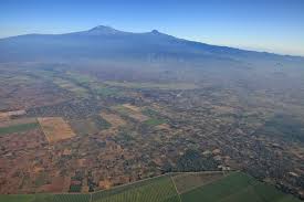 Image result for Megalochlamys revoluta