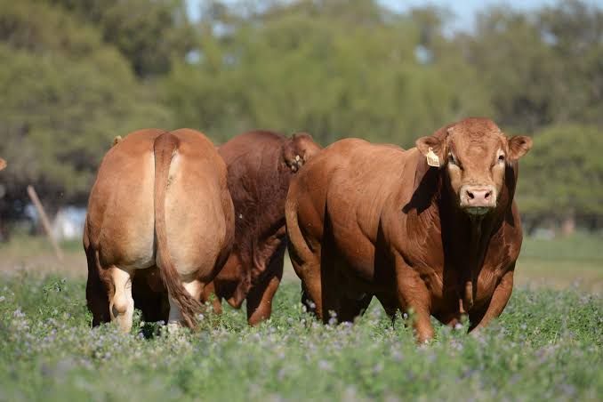 Limousin celebra sus 60 años con una genética orientada a la eficiencia y la calidad carnicera en Expo Rural 26 - El Agora