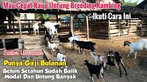 1,396 likes · 29 talking about this. Tips Sukses Breeding Kambing Jawa Randu Pilih Indukan Produktif