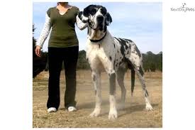 Both parents were imported with proof. Great Danes Dog For Sale Petswall