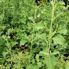 Image result for Rhagodia