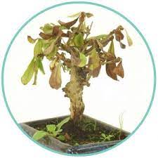 Over Watering Bonsai Symptoms