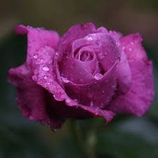Check spelling or type a new query. Rose Bushes And Plants For Sale In Australia Nurseries Online